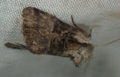 Meropleon ambifusca
