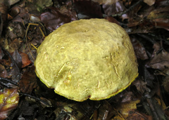 Leccinellum crocipodium