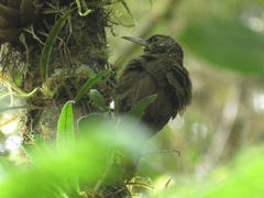 Xiphorhynchus triangularis