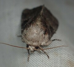 Meropleon ambifusca