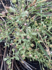 Pseudoconyza viscosa