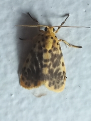 Miltochrista obsoleta