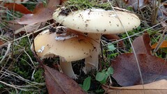 Amanita junquillea