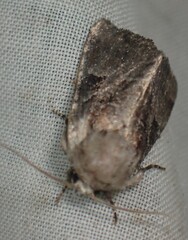 Meropleon ambifusca