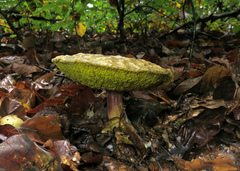 Leccinellum crocipodium