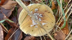 Amanita junquillea