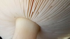 Amanita junquillea