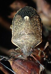 Holcostethus limbolarius