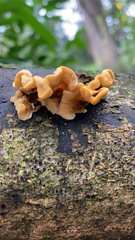 Phyllotopsis nidulans