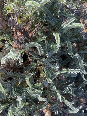 Astragalus nuttallii