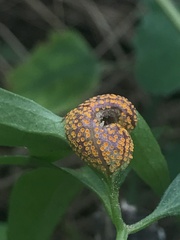 Puccinia