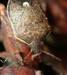 Holcostethus limbolarius