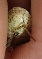 Holcostethus limbolarius