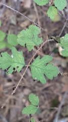 Symphoricarpos mollis