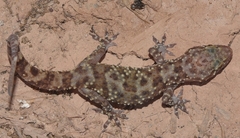 Hemidactylus turcicus
