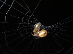 Araneus pratensis