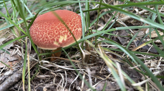 Hortiboletus rubellus