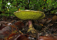 Leccinellum crocipodium