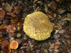 Leccinellum crocipodium