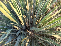 Yucca filifera