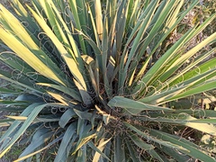 Yucca filifera
