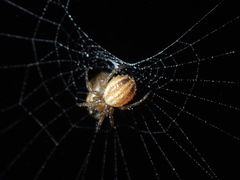 Araneus pratensis