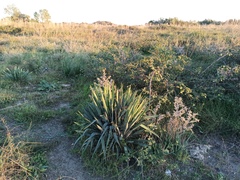 Yucca filifera