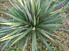 Yucca filifera
