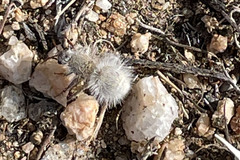 Dasymutilla gloriosa