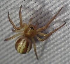 Araneus pratensis