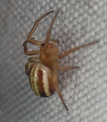 Araneus pratensis