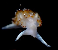 Apata pricei