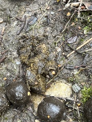 Cervus elaphus
