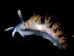 Apata pricei