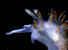 Apata pricei