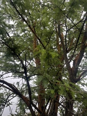 Vachellia rehmanniana
