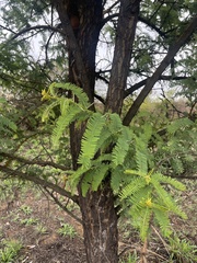 Vachellia rehmanniana
