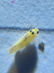 Cicadellidae