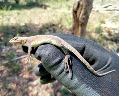Sceloporus chrysostictus