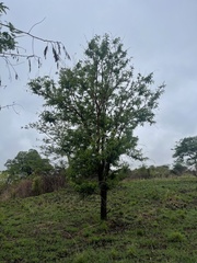 Vachellia rehmanniana