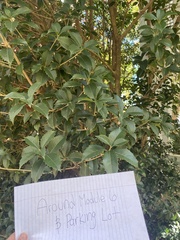 Osmanthus