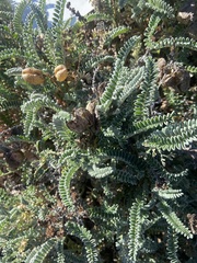 Astragalus nuttallii