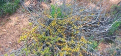 Crassula subaphylla subaphylla