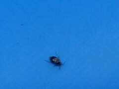 Deraeocoris lutescens