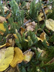 Lycopodiaceae