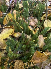 Lycopodiaceae