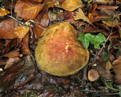 Leccinellum crocipodium