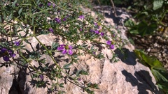 Fagonia cretica