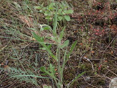 Gaillardia aristata