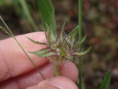 Gaillardia aristata